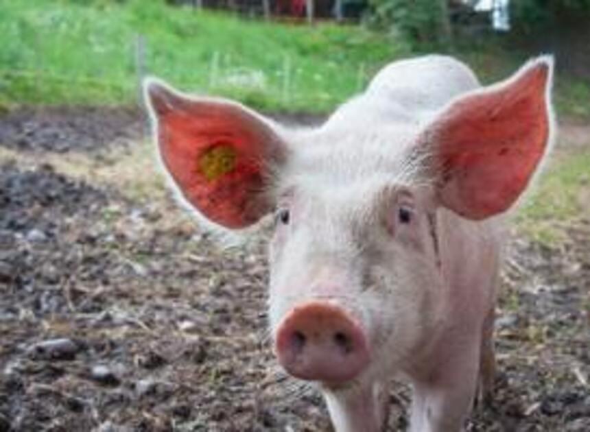 Grote zorgen om Afrikaanse varkenspest, horeca dreigt te moeten sluiten