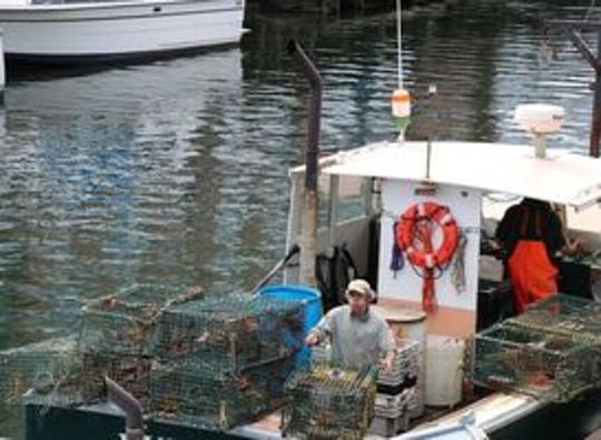 Eerste Oosterscheldekreeft verkocht voor 32.000 euro tijdens veiling