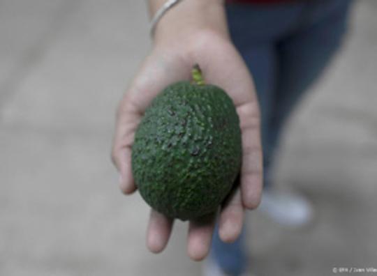 Avocado's steeds populairder in Europa, markt in tien jaar enorm gegroeid