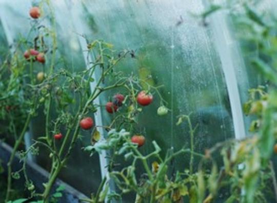 Deskundigen: verwacht duurdere tomaten in de winter