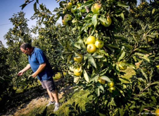 Aardappelen, suikerbieten en fruit vallen dit jaar kleiner uit door droogte