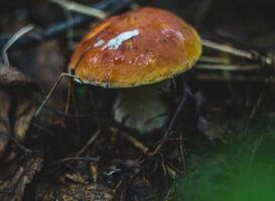 Horecaondernemers duiken de bossen in voor eetbare paddenstoelen 