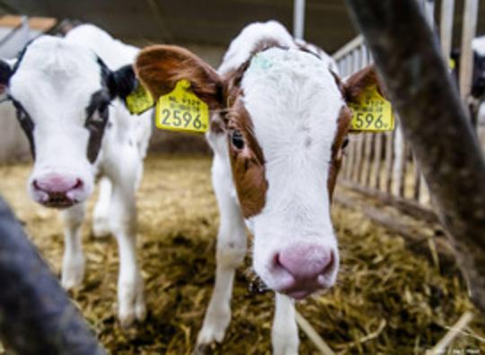 Van Dobben genomineerd voor titel Liegebeest van het jaar 